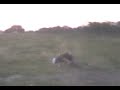 Sanchez gineteando!! negro bien campero