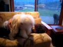 White Puli playing White Puli playing