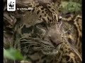 Bornean clouded leopard