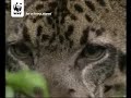 Bornean clouded leopard