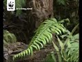 Bornean clouded leopard