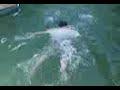 A Swim