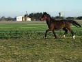 Prince du monteil liberté etavec son  tapis