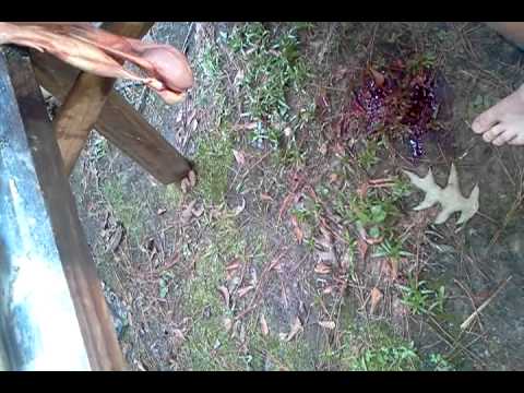 how to skin a shark