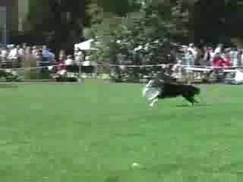 Skyhoundz Shelburne Local Demos