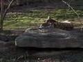 Local Zoo Officials React To Tiger Attack