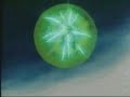 dragon ball gr il ritorno di brolly