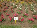 Zinnia