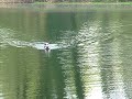 PATRON AND REIGN SWIMING