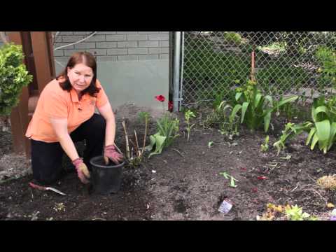 how to collect tulip bulbs