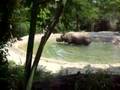 Cincinnati Zoo - Indian Rhinoceros