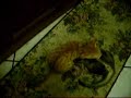 Gattini 2 Gattini 2
