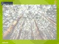 Transpirational Pull And Cohesive Force Of Water