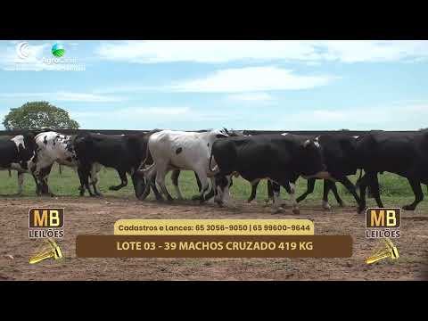 522 LEILO VIRTUAL MB LEILES