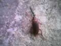 Vespa Jóia - Ampulex compressa Vespa Jóia - Ampulex compressa