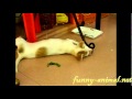 Lazy dog having lazy dinner 