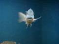 videos de Petrochromis Blue electrick male