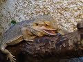 bearded dragon vs locust - agama brodata vs szara?cza