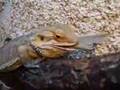 bearded dragon vs locust - agama brodata vs szarańcza