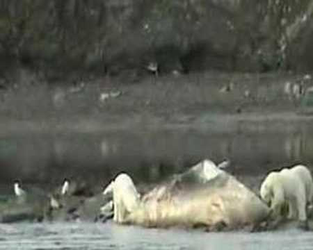 Polar Bears in Svalbard