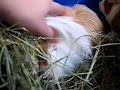 millo si nasconde e bruca il tutto nel fieno!