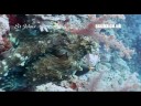 Scuba Travel - Worldwide Holidays Scuba Travel - Worldwide Holidays