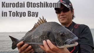 大都市・横浜沖堤防に潜む黒鯛に落とし込み釣りで挑む！古後義和