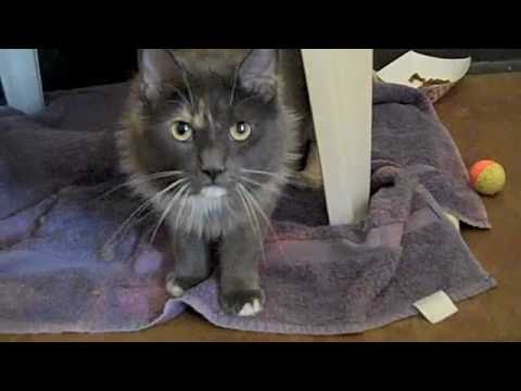 sfspca - Some of the wonderful adult cats at the SF SPCA that are waiting for adoption.