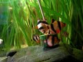 Tiger barb / Sumatrabarben [2/2]