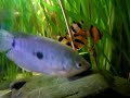 Tiger barb / Sumatrabarben [2/2]