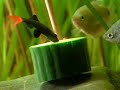 Tiger barb / Sumatrabarben [2/2]