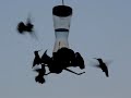 Hummingbirds Swarming Sept 17 2007 Hummingbirds Swarming Sept 17 2007