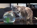 Flying fish attacks cat!
