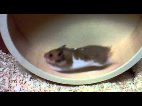 Hamster im Laufrad