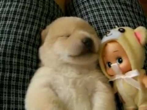 Watch 'Cute puppy talks in sleep'