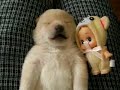 I liked a YouTube video -- Dreaming puppy talks in his sleep http://youtu.be/16CK72vEI1M?a