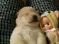 Cute Puppy Talks In Its Sleep