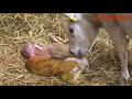 Jonge lammetjes en schapen bij Boer Gerko Jonge lammetjes en schapen bij Boer Gerko