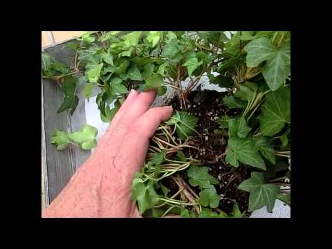 how to transplant ground ivy