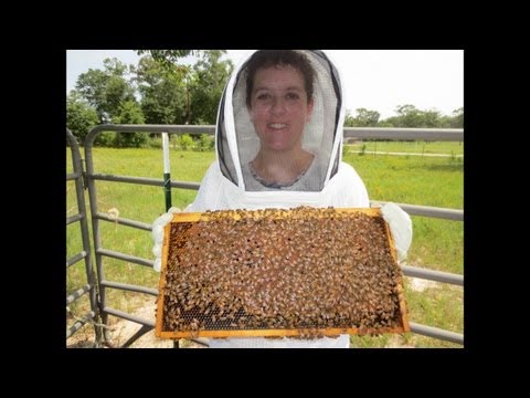 Learn to Be a Great Beekeeper: Beekeeping Mentor Program