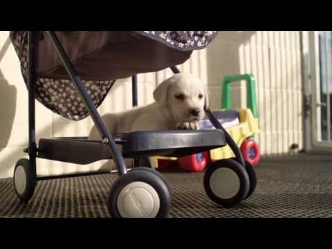 Secret Life of Dogs