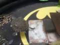 Turtle Dinner