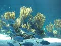 Bermuda Aquarium