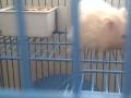 videos de my dumb little hamster Harry (feat. Bubbles)