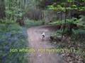 Walk in a Sussex Forest Walk in a Sussex Forest