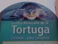 Turtles. Mazunte