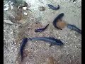 Ikan haruan king size Ikan haruan king size