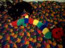 Our dogs with new toy