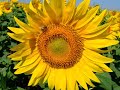 RIDAMMI IL SOLE - Zucchero  -  http://www.youtube.com/watch?v=16R4JM_IxiE