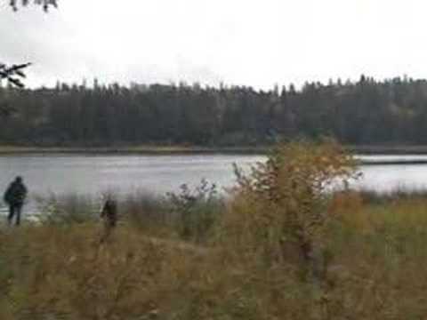 Grayling Lake wolves hunting a cow elk